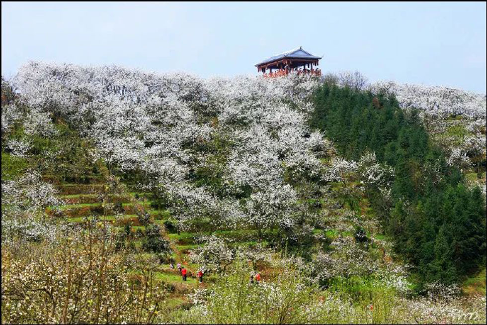 【春天，广西桂林灌阳县向您发出邀请！】我们在灌阳看梨花 - 游山玩水 - 晋城生活社区 - 晋城28生活网 jincheng.28life.net