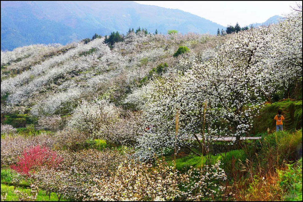 【春天，广西桂林灌阳县向您发出邀请！】我们在灌阳看梨花 - 游山玩水 - 晋城生活社区 - 晋城28生活网 jincheng.28life.net