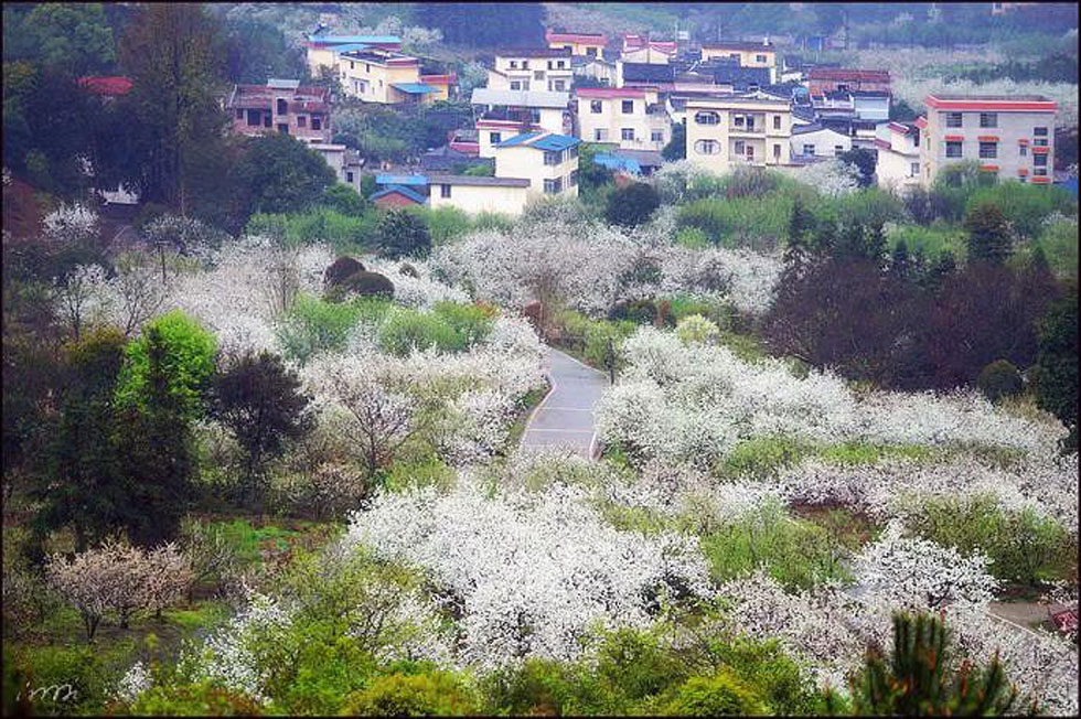 【春天，广西桂林灌阳县向您发出邀请！】我们在灌阳看梨花 - 游山玩水 - 晋城生活社区 - 晋城28生活网 jincheng.28life.net