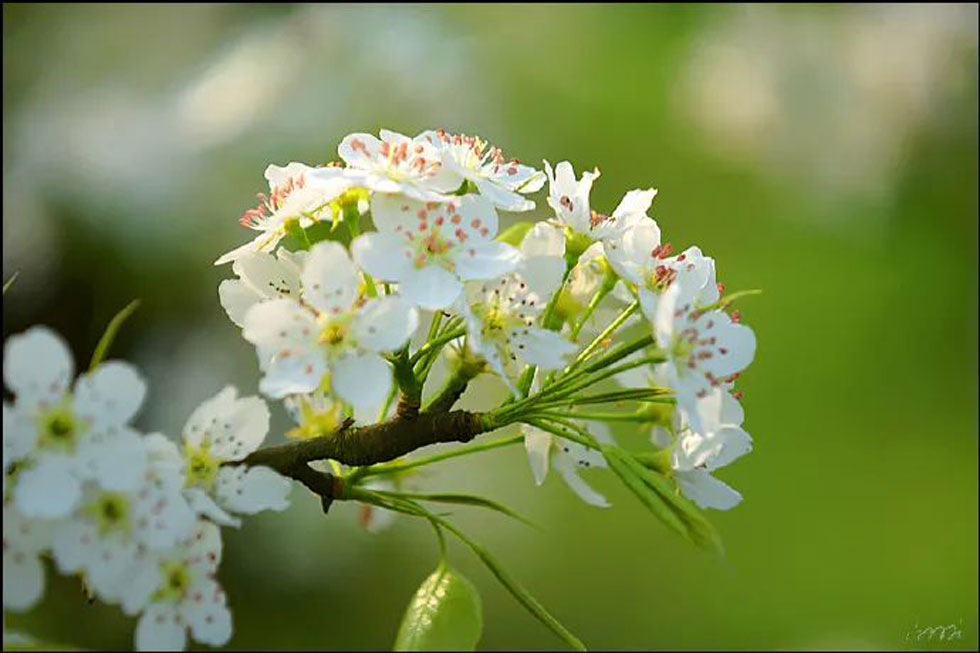 【春天，广西桂林灌阳县向您发出邀请！】我们在灌阳看梨花 - 游山玩水 - 晋城生活社区 - 晋城28生活网 jincheng.28life.net