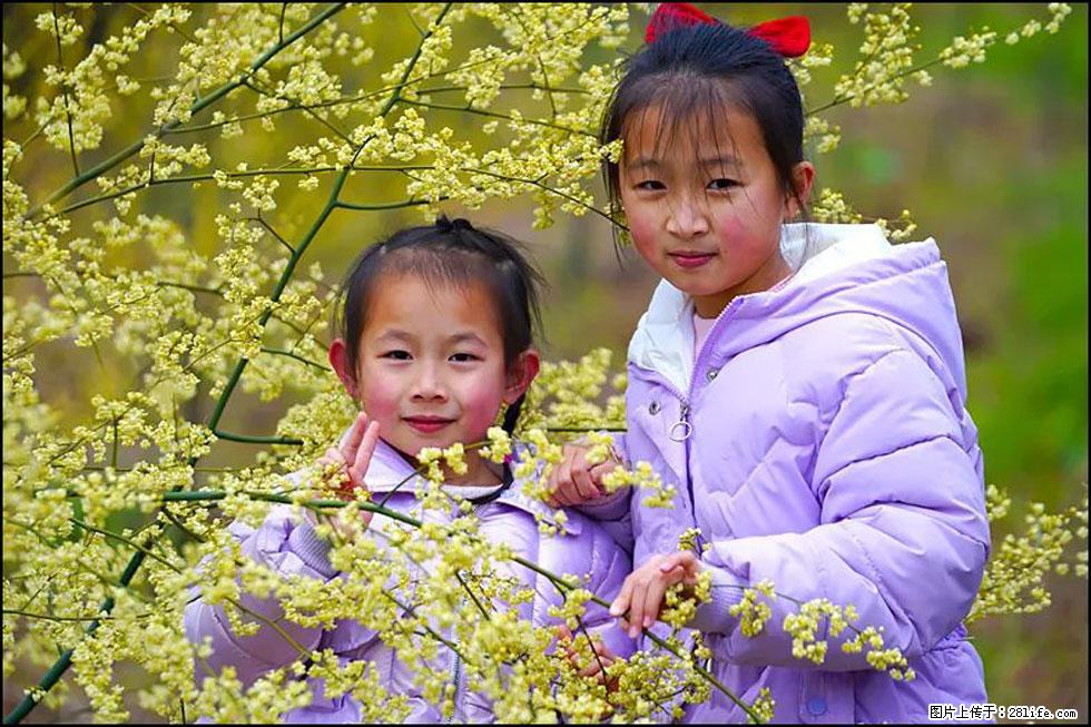 【春天，广西桂林灌阳县向您发出邀请！】米珠山前有片山苍子花在飘香 - 游山玩水 - 晋城生活社区 - 晋城28生活网 jincheng.28life.net