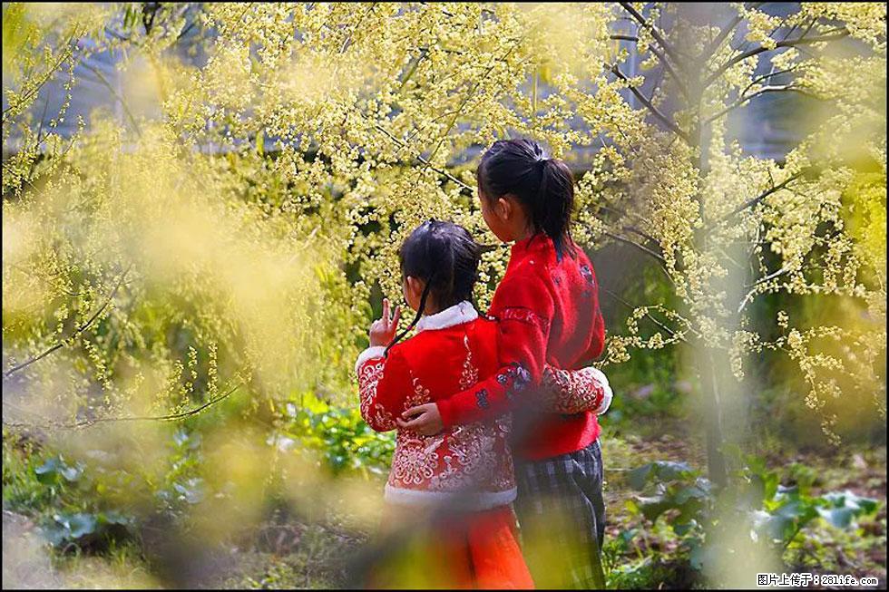 【春天，广西桂林灌阳县向您发出邀请！】米珠山前有片山苍子花在飘香 - 游山玩水 - 晋城生活社区 - 晋城28生活网 jincheng.28life.net