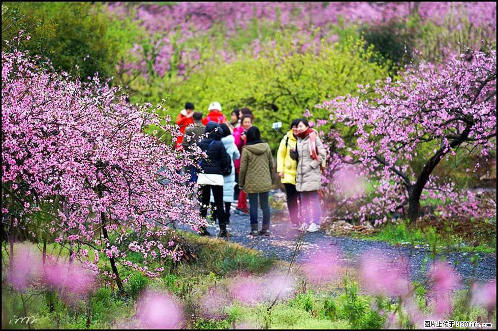 【春天，广西桂林灌阳县向您发出邀请！】官庄村有个醉美的桃花园 - 游山玩水 - 晋城生活社区 - 晋城28生活网 jincheng.28life.net