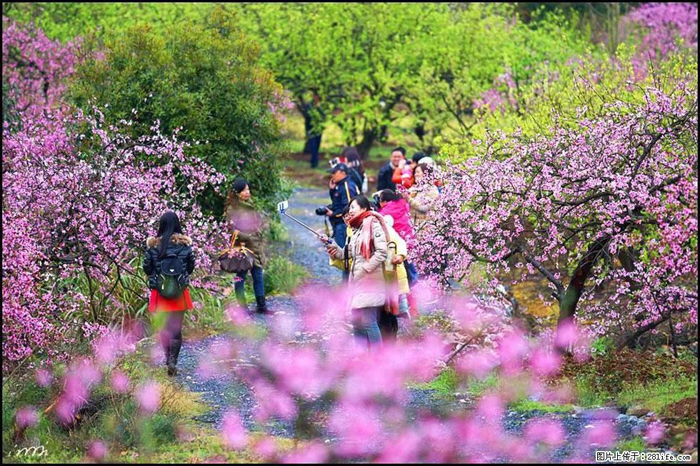 【春天，广西桂林灌阳县向您发出邀请！】官庄村有个醉美的桃花园 - 游山玩水 - 晋城生活社区 - 晋城28生活网 jincheng.28life.net