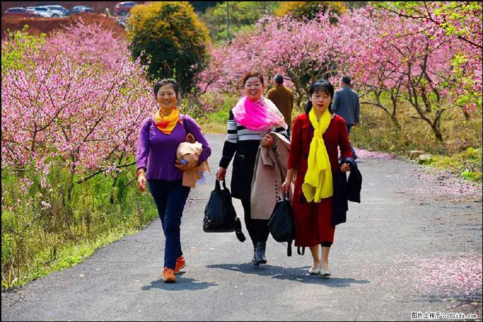 【春天，广西桂林灌阳县向您发出邀请！】官庄村有个醉美的桃花园 - 游山玩水 - 晋城生活社区 - 晋城28生活网 jincheng.28life.net