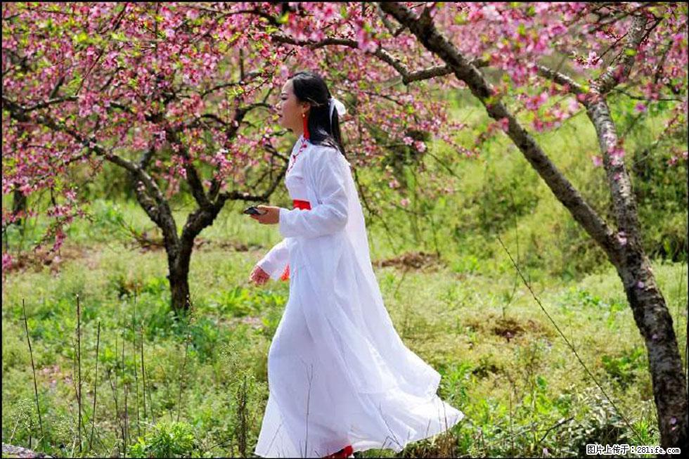 【春天，广西桂林灌阳县向您发出邀请！】官庄村有个醉美的桃花园 - 游山玩水 - 晋城生活社区 - 晋城28生活网 jincheng.28life.net