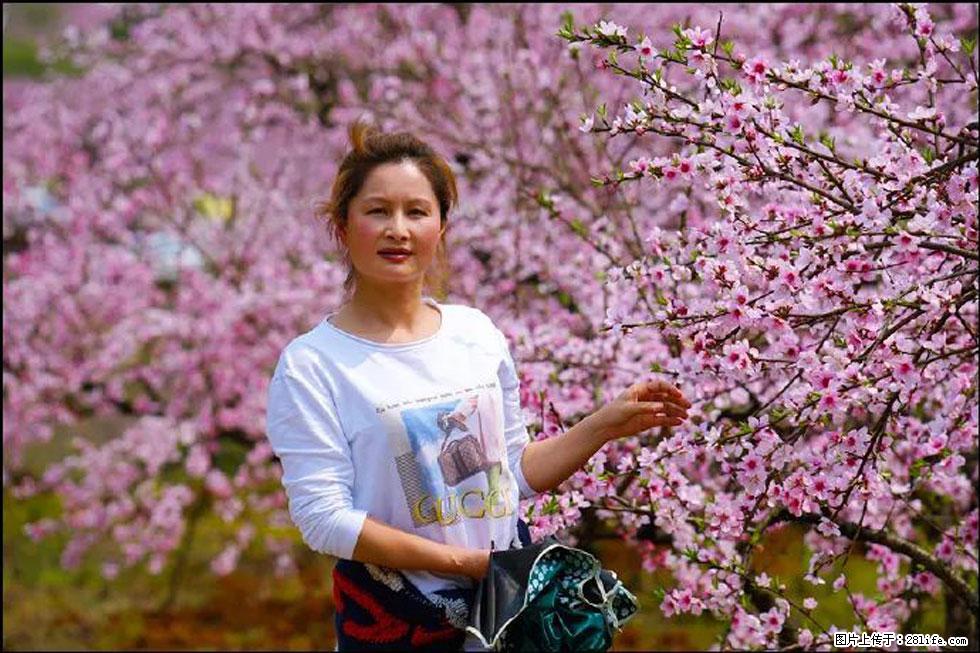 【春天，广西桂林灌阳县向您发出邀请！】官庄村有个醉美的桃花园 - 游山玩水 - 晋城生活社区 - 晋城28生活网 jincheng.28life.net