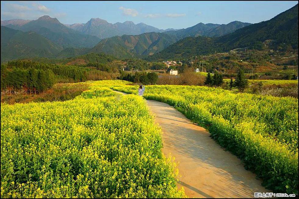 【春天，广西桂林灌阳县向您发出邀请！】长坪村油菜盛情花开 - 游山玩水 - 晋城生活社区 - 晋城28生活网 jincheng.28life.net