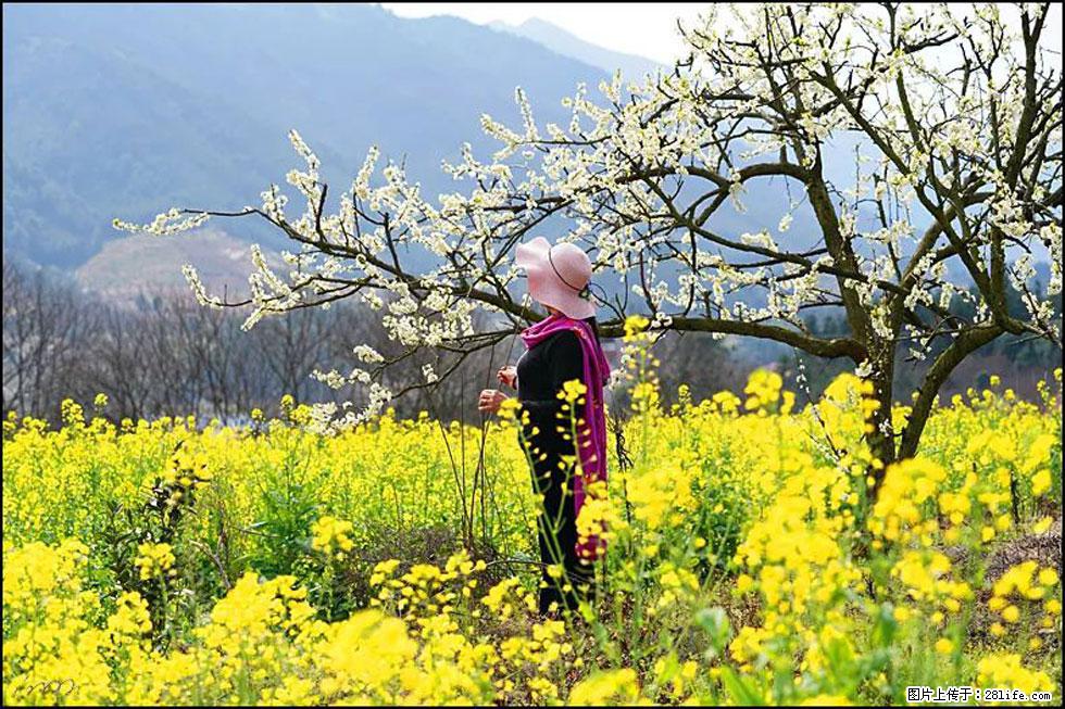 【春天，广西桂林灌阳县向您发出邀请！】长坪村油菜盛情花开 - 游山玩水 - 晋城生活社区 - 晋城28生活网 jincheng.28life.net