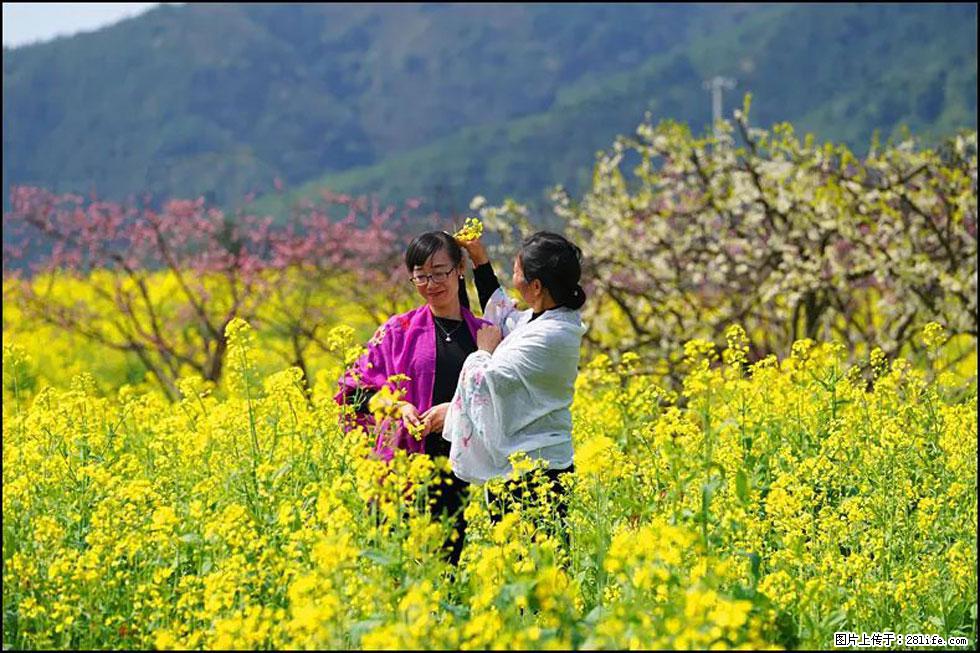 【春天，广西桂林灌阳县向您发出邀请！】长坪村油菜盛情花开 - 游山玩水 - 晋城生活社区 - 晋城28生活网 jincheng.28life.net