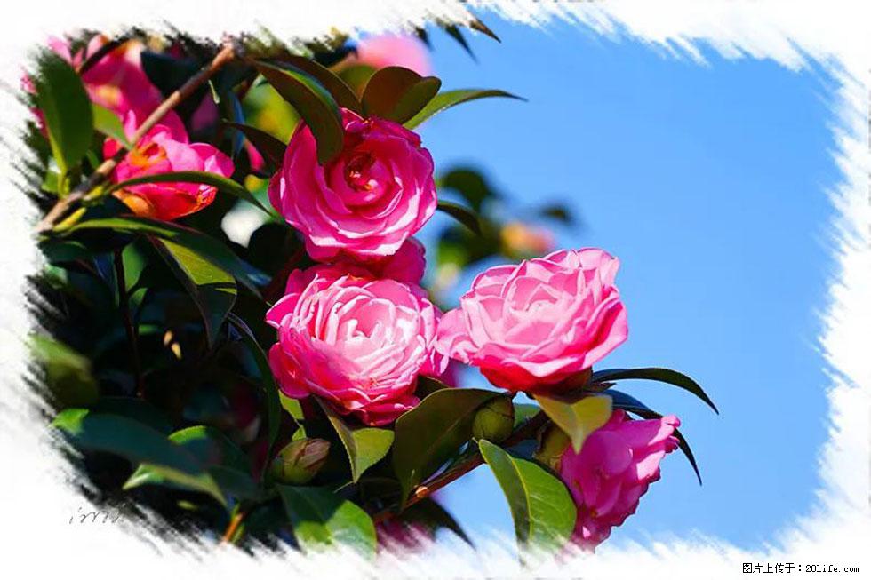 【春天，广西桂林灌阳县向您发出邀请！】杨柳井茶花惹人爱 - 游山玩水 - 晋城生活社区 - 晋城28生活网 jincheng.28life.net