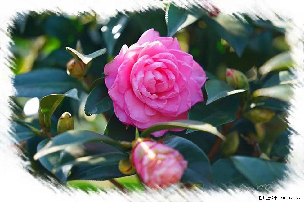 【春天，广西桂林灌阳县向您发出邀请！】杨柳井茶花惹人爱 - 游山玩水 - 晋城生活社区 - 晋城28生活网 jincheng.28life.net