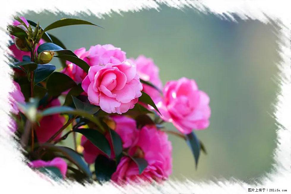 【春天，广西桂林灌阳县向您发出邀请！】杨柳井茶花惹人爱 - 游山玩水 - 晋城生活社区 - 晋城28生活网 jincheng.28life.net