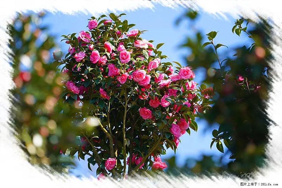 【春天，广西桂林灌阳县向您发出邀请！】杨柳井茶花惹人爱 - 游山玩水 - 晋城生活社区 - 晋城28生活网 jincheng.28life.net