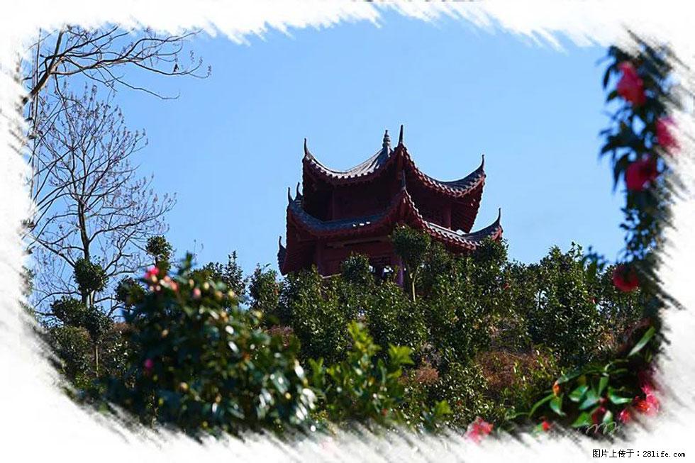 【春天，广西桂林灌阳县向您发出邀请！】杨柳井茶花惹人爱 - 游山玩水 - 晋城生活社区 - 晋城28生活网 jincheng.28life.net