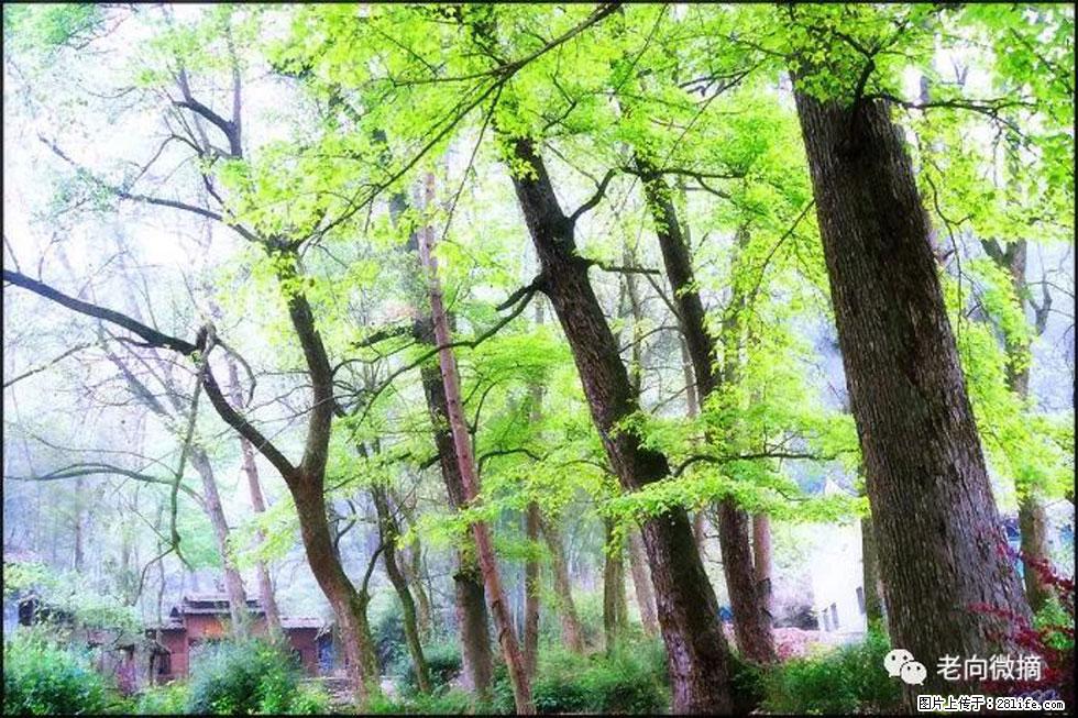【春天，广西桂林灌阳县向您发出邀请！】在小龙村与春天约会 - 游山玩水 - 晋城生活社区 - 晋城28生活网 jincheng.28life.net