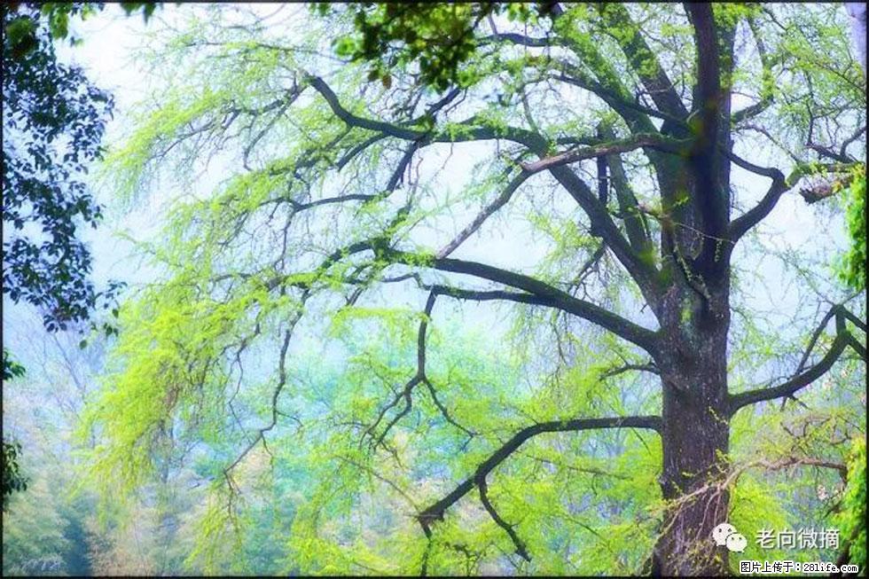 【春天，广西桂林灌阳县向您发出邀请！】在小龙村与春天约会 - 游山玩水 - 晋城生活社区 - 晋城28生活网 jincheng.28life.net