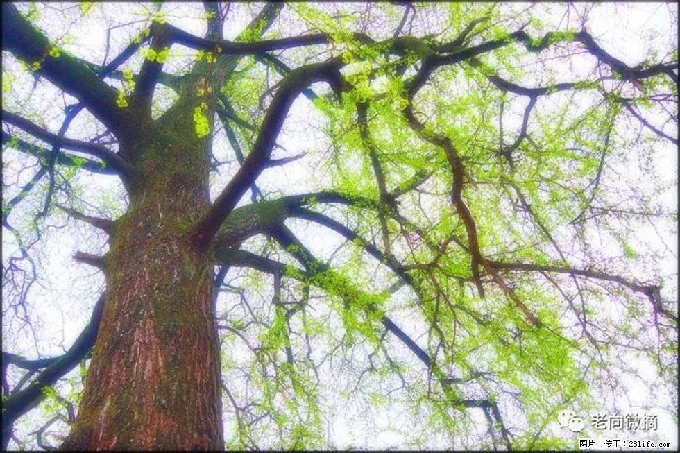 【春天，广西桂林灌阳县向您发出邀请！】在小龙村与春天约会 - 游山玩水 - 晋城生活社区 - 晋城28生活网 jincheng.28life.net