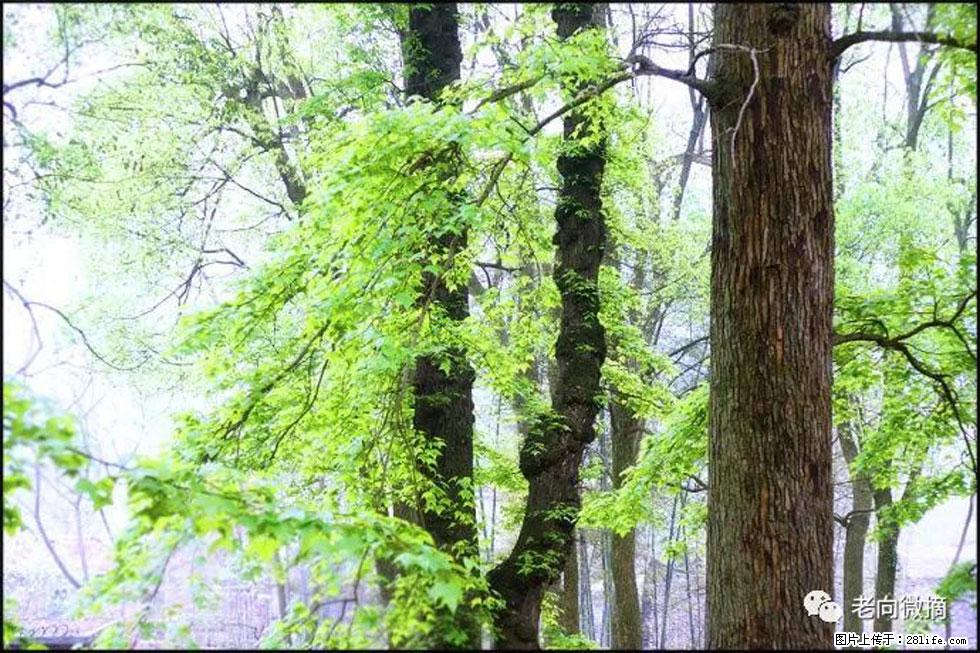 【春天，广西桂林灌阳县向您发出邀请！】在小龙村与春天约会 - 游山玩水 - 晋城生活社区 - 晋城28生活网 jincheng.28life.net
