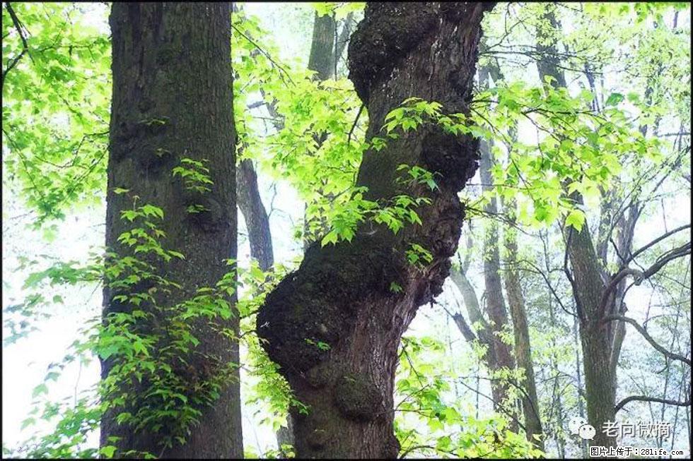 【春天，广西桂林灌阳县向您发出邀请！】在小龙村与春天约会 - 游山玩水 - 晋城生活社区 - 晋城28生活网 jincheng.28life.net