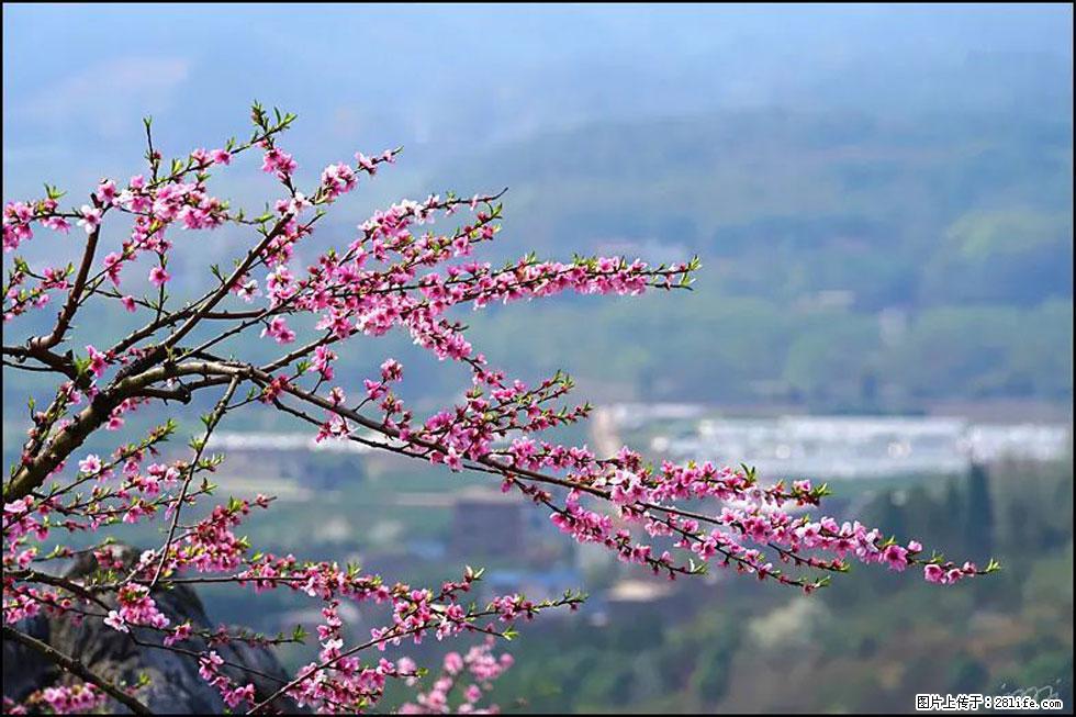 【春天，广西桂林灌阳县向您发出邀请！】望月岭上桃花开 - 游山玩水 - 晋城生活社区 - 晋城28生活网 jincheng.28life.net