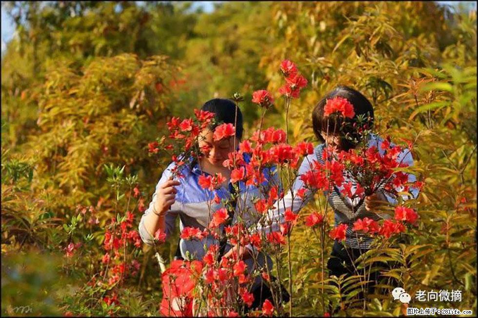 【春天，广西桂林灌阳县向您发出邀请！】登麒麟山，相约映山红 - 游山玩水 - 晋城生活社区 - 晋城28生活网 jincheng.28life.net