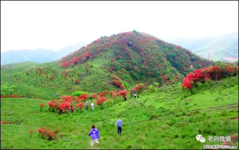 【春天，广西桂林灌阳县向您发出邀请！】宝盖山上映山红 - 游山玩水 - 晋城生活社区 - 晋城28生活网 jincheng.28life.net