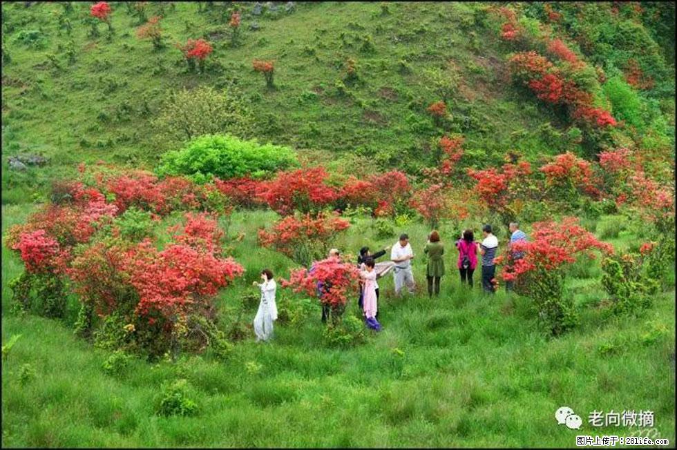 【春天，广西桂林灌阳县向您发出邀请！】宝盖山上映山红 - 游山玩水 - 晋城生活社区 - 晋城28生活网 jincheng.28life.net