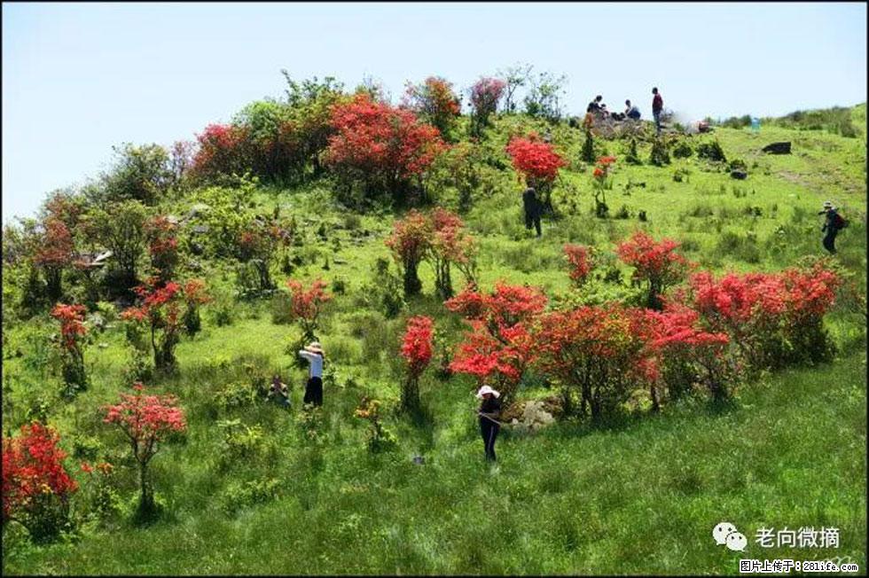 【春天，广西桂林灌阳县向您发出邀请！】宝盖山上映山红 - 游山玩水 - 晋城生活社区 - 晋城28生活网 jincheng.28life.net