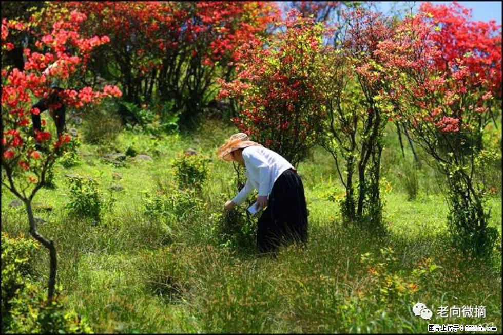 【春天，广西桂林灌阳县向您发出邀请！】宝盖山上映山红 - 游山玩水 - 晋城生活社区 - 晋城28生活网 jincheng.28life.net