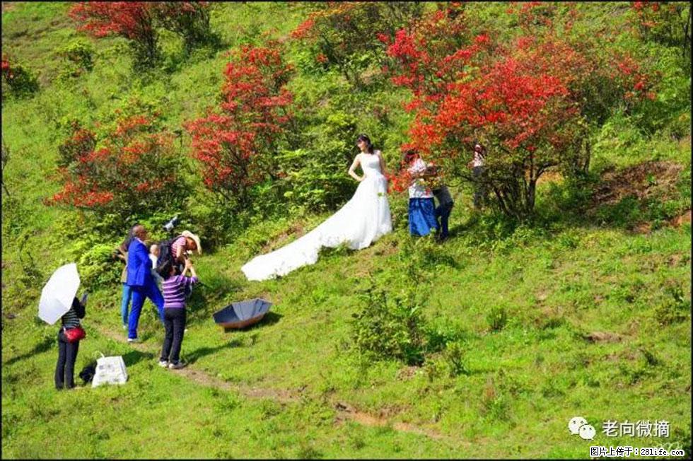 【春天，广西桂林灌阳县向您发出邀请！】宝盖山上映山红 - 游山玩水 - 晋城生活社区 - 晋城28生活网 jincheng.28life.net