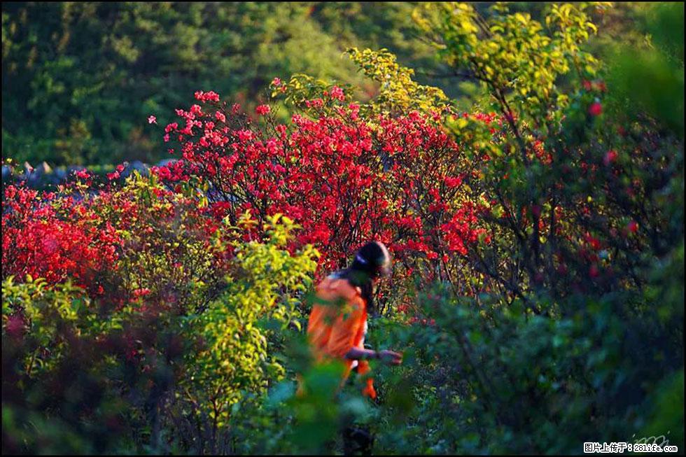 【春天，广西桂林灌阳县向您发出邀请！】春木界上映山红 - 游山玩水 - 晋城生活社区 - 晋城28生活网 jincheng.28life.net