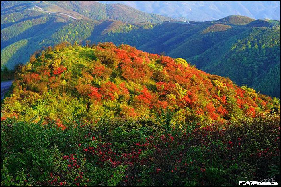 【春天，广西桂林灌阳县向您发出邀请！】春木界上映山红 - 游山玩水 - 晋城生活社区 - 晋城28生活网 jincheng.28life.net