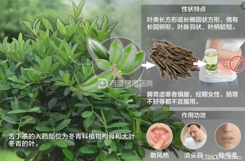 苦丁茶有哪些功效和作用 - 生活百科 - 晋城生活社区 - 晋城28生活网 jincheng.28life.net