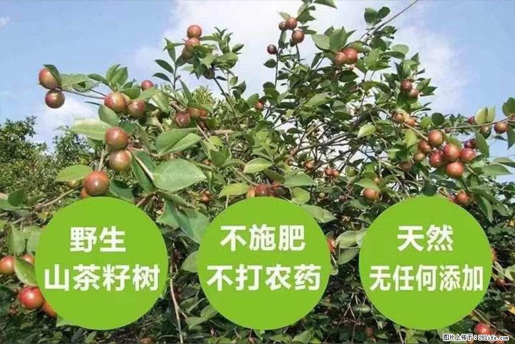 【灌阳县油茶产业示范区】一个有着充实的精神生活的人，对待身外之物自会有一种淡泊的态度 - 美食天地 - 晋城生活社区 - 晋城28生活网 jincheng.28life.net