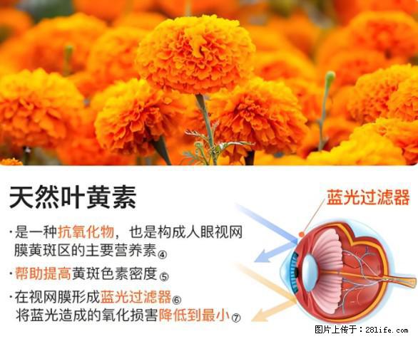 叶黄素有什么功效和作用 - 生活百科 - 晋城生活社区 - 晋城28生活网 jincheng.28life.net