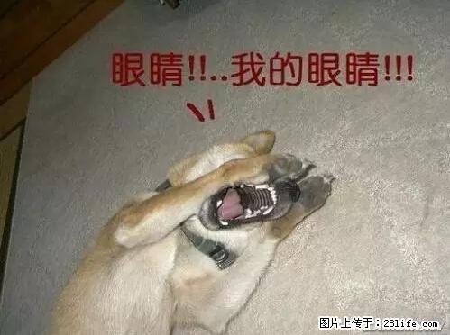 笑癫了！一女的怀孕三年未生，他终于忍不住了... - 娱乐八卦 - 晋城生活社区 - 晋城28生活网 jincheng.28life.net