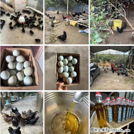 油茶园从小鸡仔开始养起的纯土鸡、土鸡蛋可以预定啦！还有前几天刚榨的纯山茶油哦 - 土特产 - 饮食特产 - 晋城分类信息 - 晋城28生活网 jincheng.28life.net