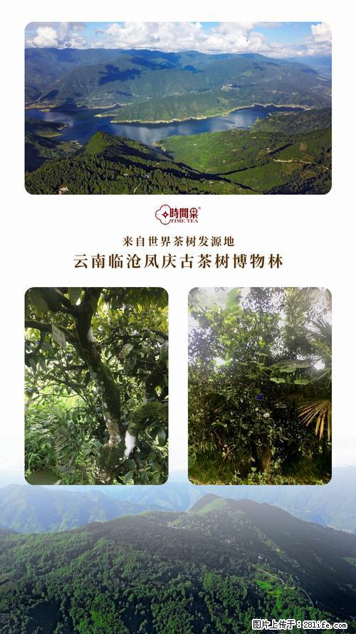 时间果百年古树2025年春红茶 - 购物交流 - 晋城生活社区 - 晋城28生活网 jincheng.28life.net