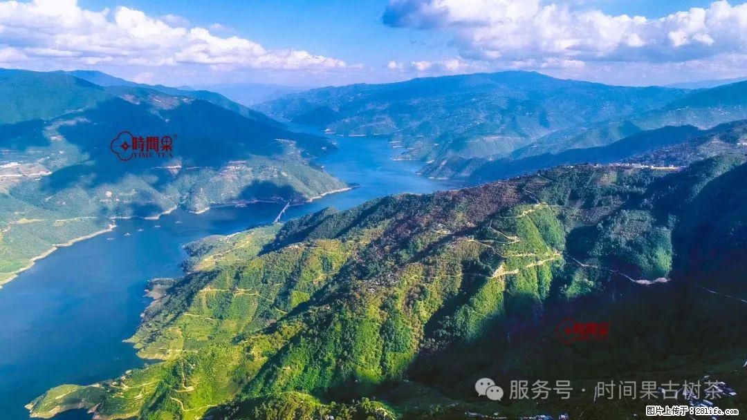 时间果百年古树龙珠普洱生茶 - 购物交流 - 晋城生活社区 - 晋城28生活网 jincheng.28life.net