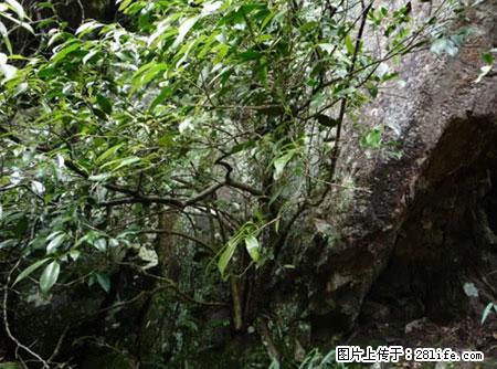 平乐石崖茶，珍贵仅次于金花茶 - 晋城生活资讯 - 晋城28生活网 jincheng.28life.net