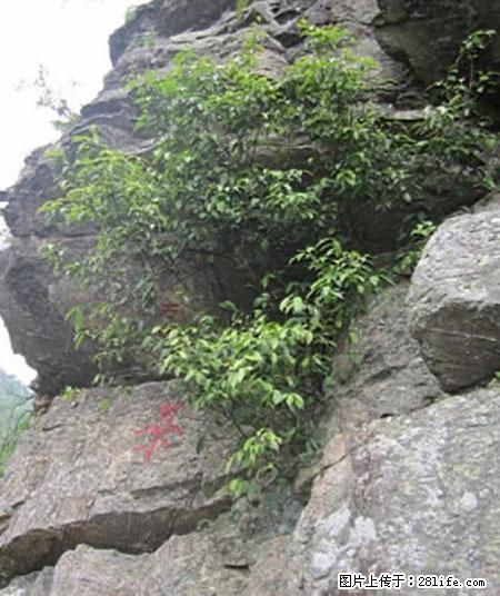 平乐石崖茶，珍贵仅次于金花茶 - 晋城生活资讯 - 晋城28生活网 jincheng.28life.net