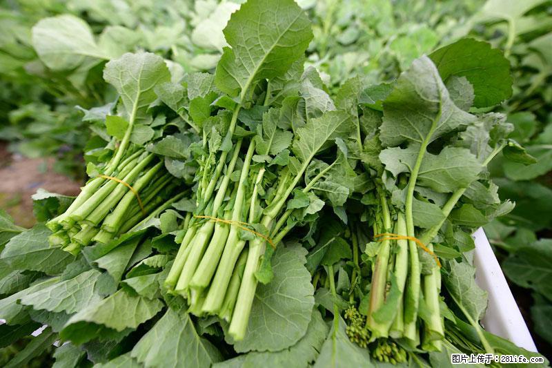 这些蔬菜是“天然钙片”，这6种被医生重点推荐 - 晋城生活资讯 - 晋城28生活网 jincheng.28life.net